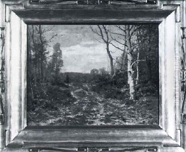 Road In The Woods - view 1