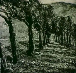 Avenue Of Trees By Moonlight by Ernest Lawson