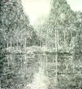 Cypress Grove Cypress Grove