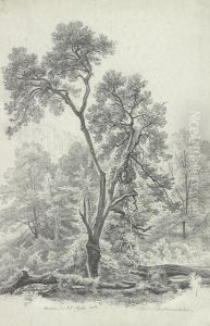 Waldpartie Bei Ariccia by Ferdinand Konrad Bellermann