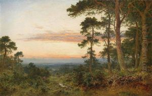 Evening Among The Surrey Pines