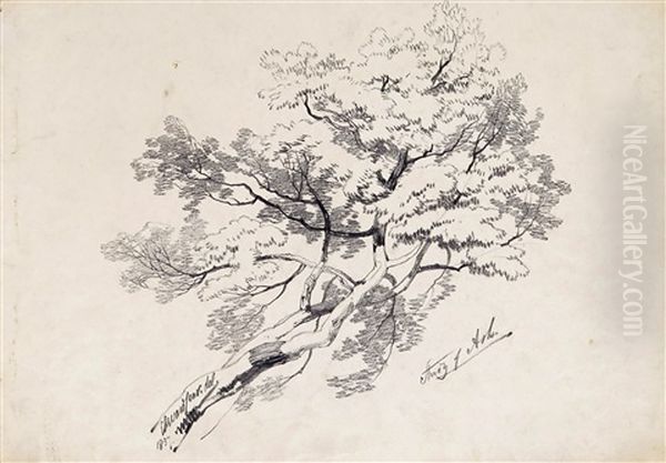 Study Of Ash - view 1