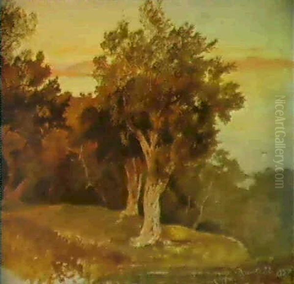 Olive Trees Corfu - view 1