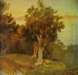 Olive Trees Corfu