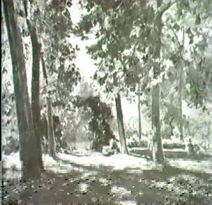 L'entree Du Parc