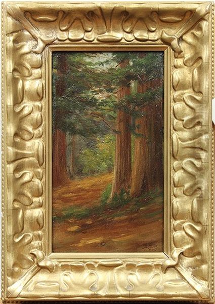 California Redwoods - view 1