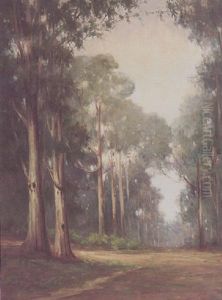 Eucalyptus In The Mist