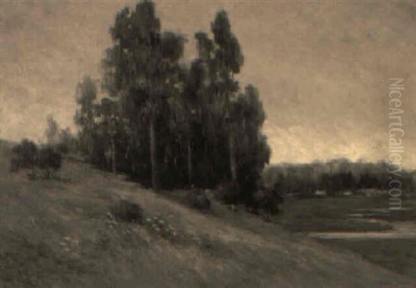 A Group Of Eucalyptus Trees On A Hill - view 1