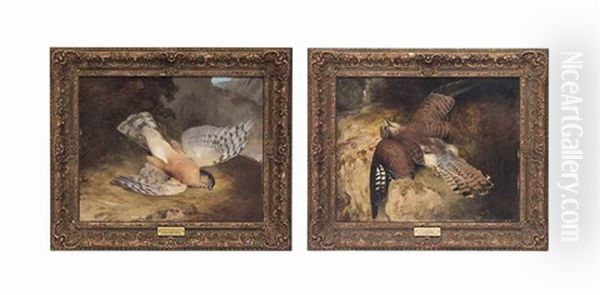 A Dead Peregrine Falcon; And A Dead Kestrel (pair) - view 1