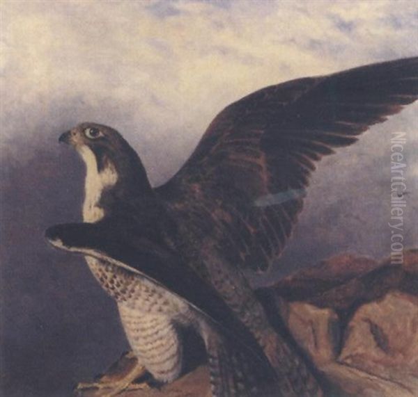 A Perigrine Falcon Perched On A Rock - view 1