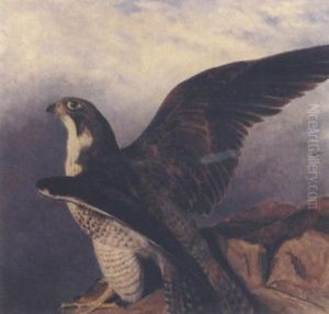 A Perigrine Falcon Perched On A Rock