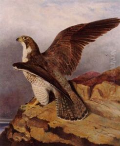 A Peregrine Falcon Perched On A Rock