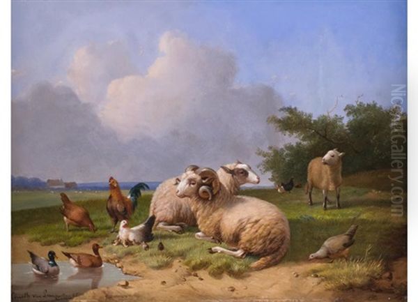 Schafe Und Geflugel In Weiter Landschaft - view 1