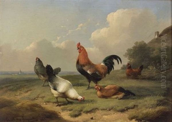 Chickens - view 1