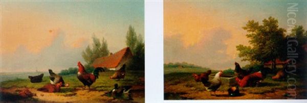 Chickens And A Duck - view 1