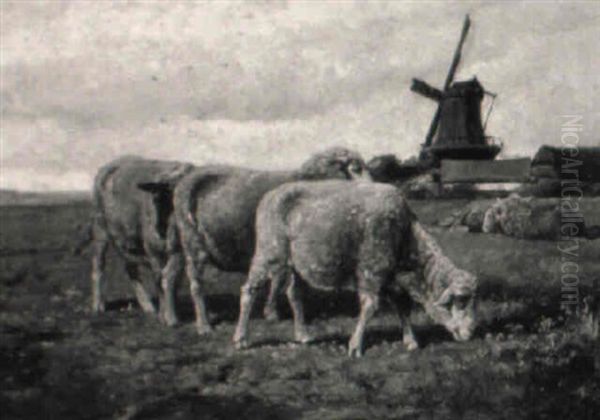 Grazing Sheep, Farm And Windmill In The Distance - view 1