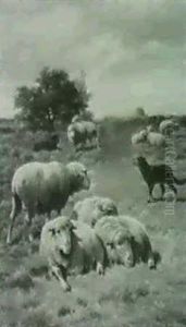 Sheep In A Pasture by Cornelis van Leemputten