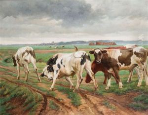 Taureaux Au Champ Taureaux Au Champ