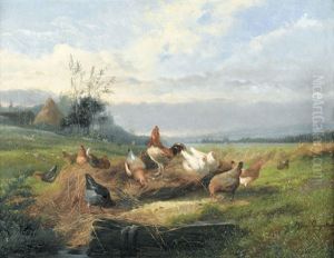 Huhner Auf Dem Feld Huhner Auf Dem Feld