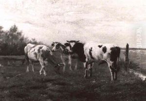Landschap Met Koeien