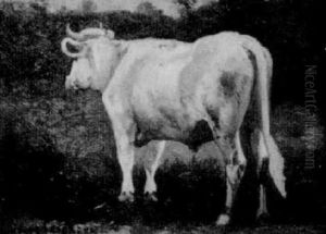 White Ox