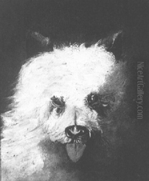 Poodle - view 1