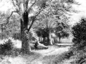 The Forest Road The Forest Road
