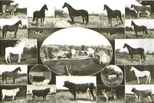 A Farm And Its Livestock A Farm And Its Livestock
