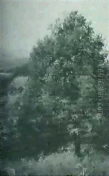 Tree On A Hillside - view 1