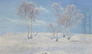 Birken Im Winter