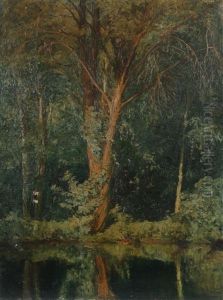 Seeufer Im Wald Seeufer Im Wald