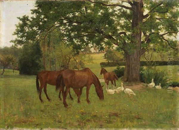 Cavalli Al Pascolo - view 1