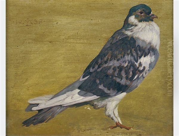 Pigeon - view 1