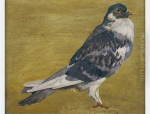Pigeon