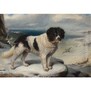 "rome"- Chien De Terre-neuve: A Newfoundland "rome"- Chien De Terre-neuve: A Newfoundland