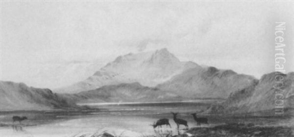 Deer Watering At A Loch In A Mountainous Highland Landscape - view 1