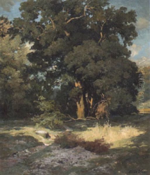 Sonnenbeschienene Eichengruppe In Oberbayern - view 1