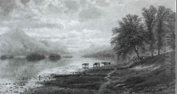 Cattle By The Edge Of A Lake - view 1