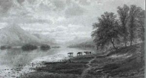 Cattle By The Edge Of A Lake Cattle By The Edge Of A Lake