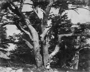 Mt. Liban. Tronc D'un Des Cedres De Salomon by Ernest Benecke
