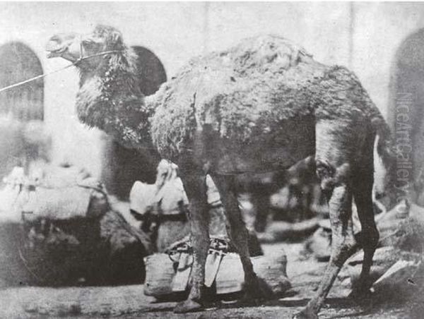 Camel - view 1