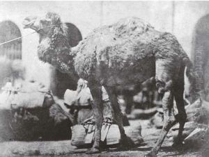 Camel Camel