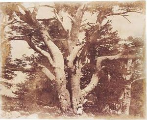 'mt . Liban. Tronc D'un Des Cedres De Salomon' by Ernest Benecke