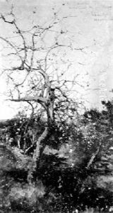 Apple Tree In Bloom, Early Spring by Agustin Lhardy Garrigues