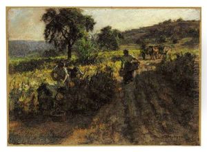 Les Vignes Au Soleil
