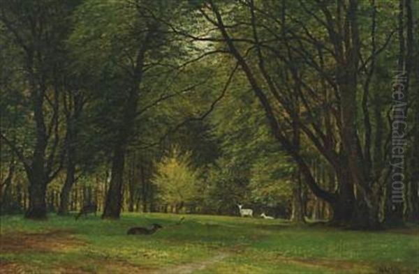 Scene In Dyrehaven (deer Park) - view 1