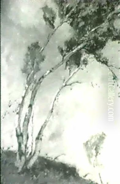 Windswept Trees - view 1