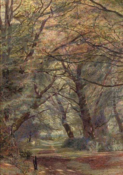 A Path Through A Wooded Landscape - view 1