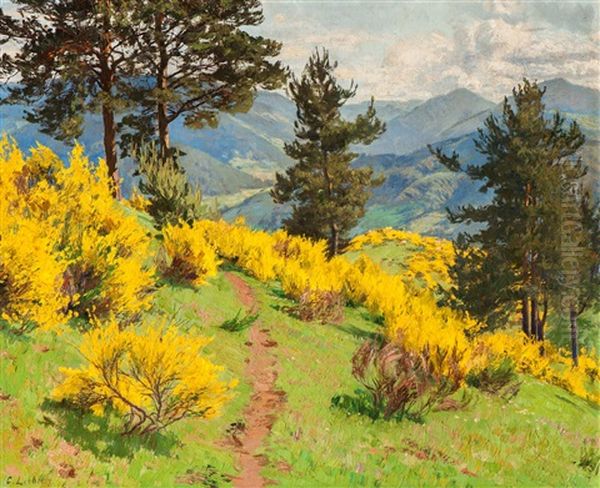 Flowering Broom - view 1