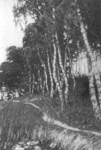 Junger Birkenhain by Alfred Liedtke